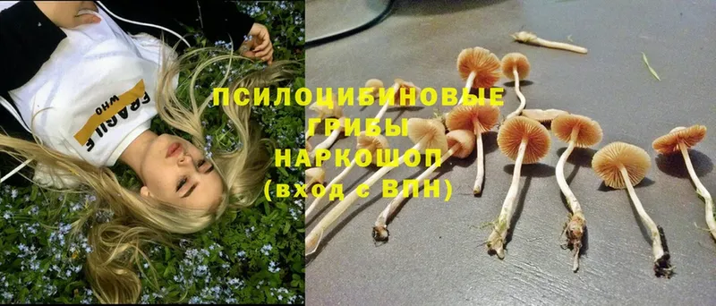 Галлюциногенные грибы Psilocybine cubensis Красновишерск